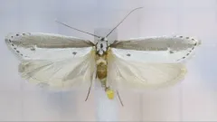 Pale-edged Ethmia Moth thumbnail 3