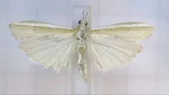 Silver-edged Knot-horn thumbnail 3