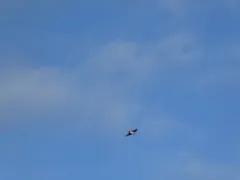 Eurasian Skylark thumbnail 3