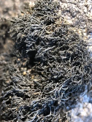 Dryside Rockshag Lichen