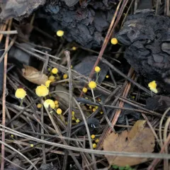 Western Yellow Mycena thumbnail 2