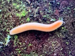 Buzonium crassipes thumbnail 3