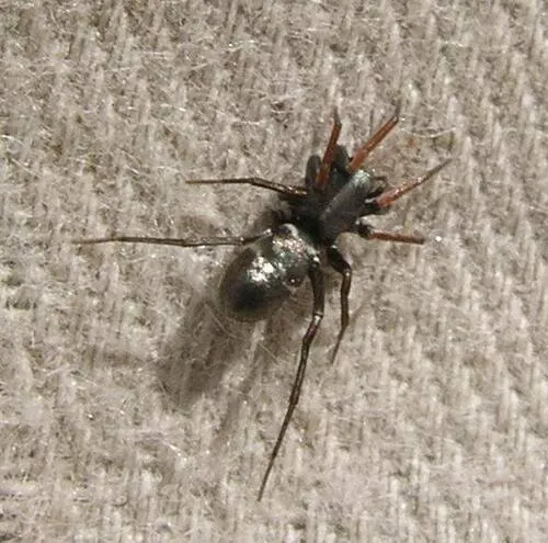 Micaria aenea