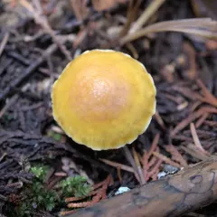 Floccularia albolanaripes thumbnail 2