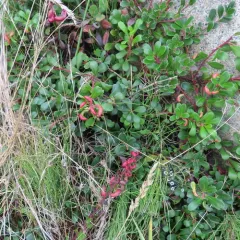 Manzanita Leafgall Aphid thumbnail 3