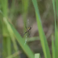 Banded Garden Spider thumbnail 3