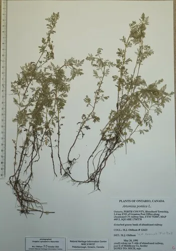Roman Wormwood