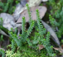 Moss Heather thumbnail 3