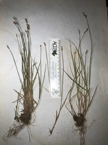 green-and-white sedge