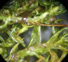 contorted pogonatum moss thumbnail 2