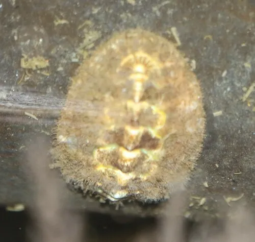 Northern Hairy Chiton