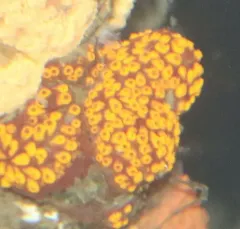 San Diego Sea Squirt thumbnail 2