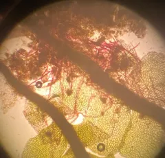 transparent flapwort thumbnail 1