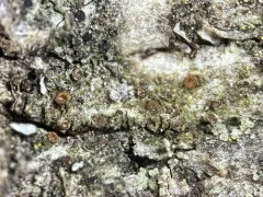 Gyalecta fagicola thumbnail 2