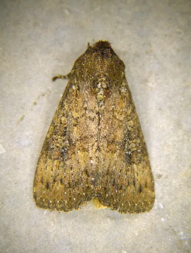Cobbler Moth
