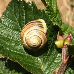 White-lipped Snail thumbnail 2