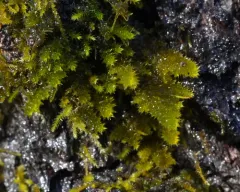 California alsia moss thumbnail 3