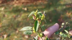 prickly fanpetals thumbnail 1