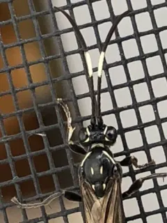 Coelichneumon eximius thumbnail 1
