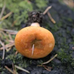 saffron milkcap thumbnail 4
