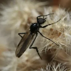 Bibio slossonae thumbnail 4