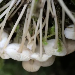 Clitocybula familia thumbnail 4