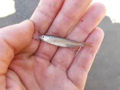 River Shiner thumbnail 4