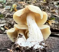 Entoloma luridum thumbnail 4