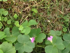Largeflower pink-sorrel thumbnail 4
