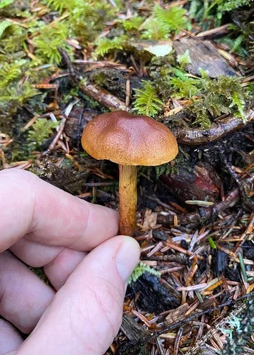 Cortinarius viridiflavus