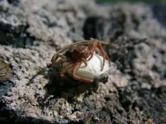 Xysticus locuples thumbnail 1