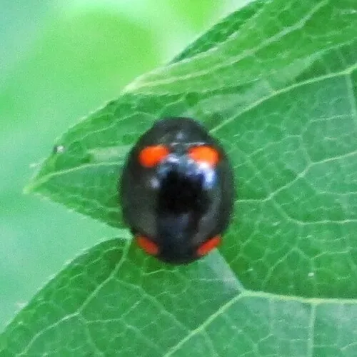 Four-spotted Spurleg