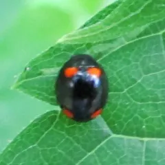 Four-spotted Spurleg thumbnail 1