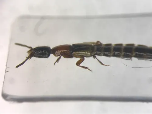Pale-winged Rove Beetle