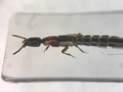Pale-winged Rove Beetle thumbnail 1