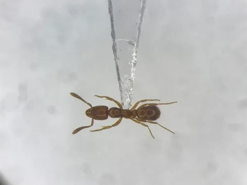 Roger's Crypt Ant