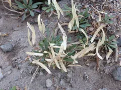 Howell's rockcress thumbnail 3