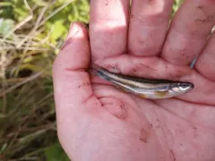 Southern Redbelly Dace thumbnail 3