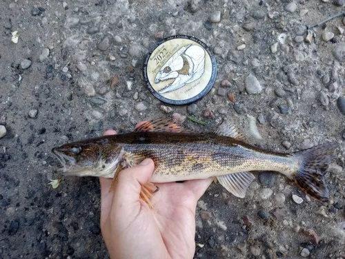 Sauger
