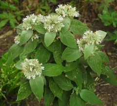 Hoary Mountainmint thumbnail 2