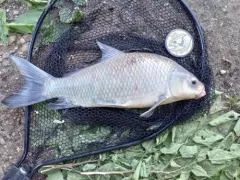 Smallmouth Buffalo thumbnail 1