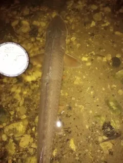Shovelnose Sturgeon thumbnail 2