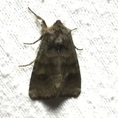 Bronzed Cutworm Moth thumbnail 2