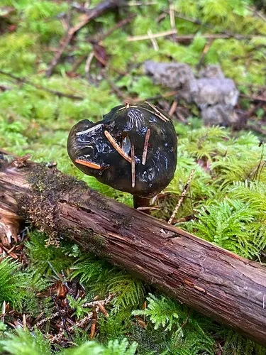 Phaeocollybia pseudofestiva