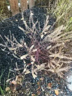 Branched Pepper-grass thumbnail 2