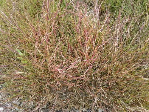 Creeping Alkali Grass