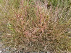 Creeping Alkali Grass thumbnail 1