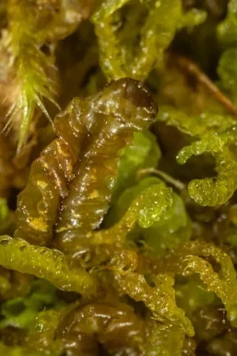 Sahlberg's Liverwort