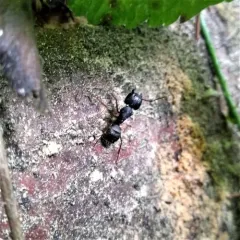 Western Black Carpenter Ant thumbnail 2