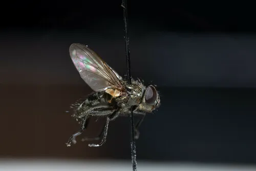 Pollenia griseotomentosa